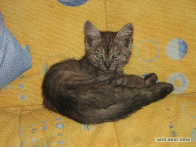Котовторник!