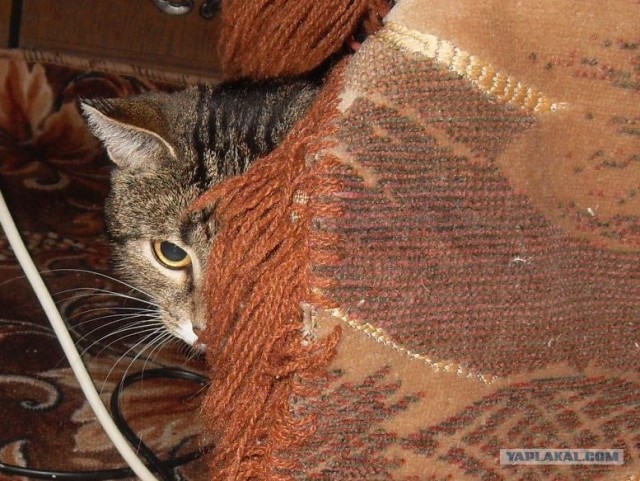 Десантный котовторник
