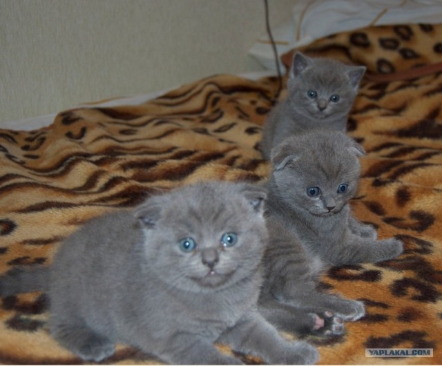Котовторник: Кошки и ягнёнок
