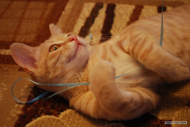 Сонный Котовторник