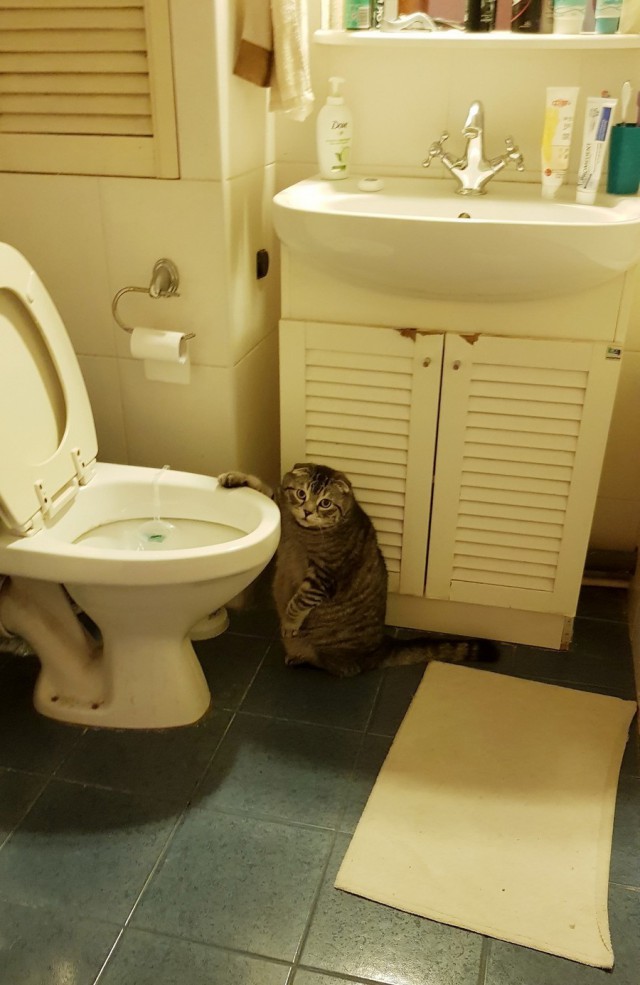 Прикольных котов пост