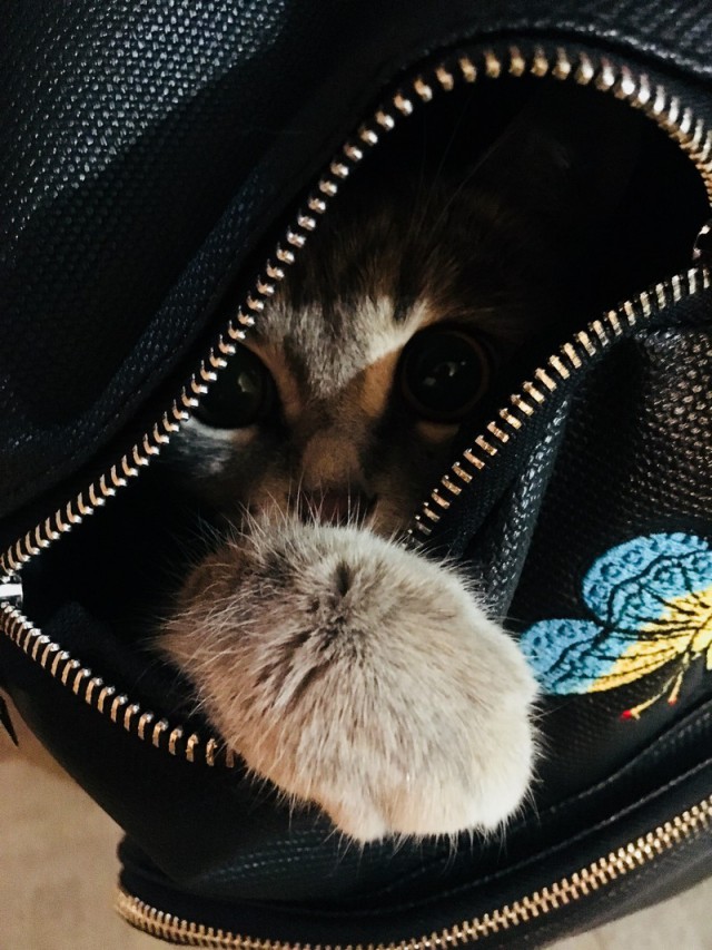 Прикольных котов пост