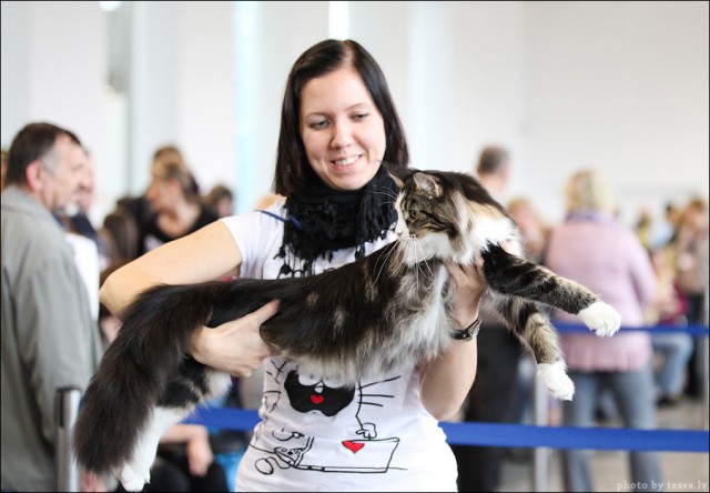 Котовторник! 08.11.11