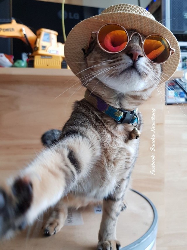 Прикольных котов пост