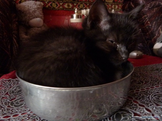 Котовторник (10.01.2012)