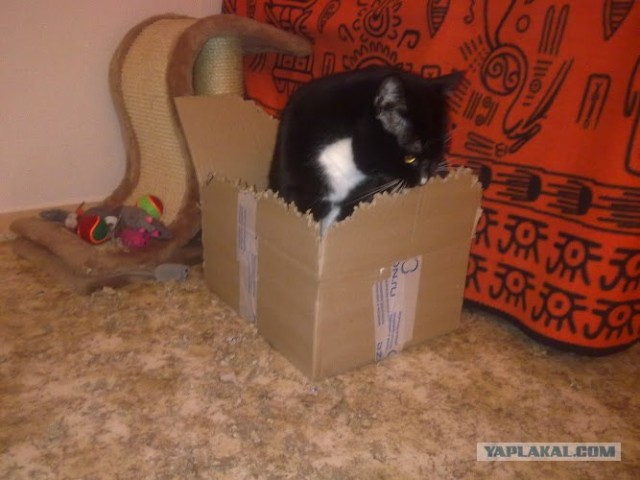 Котовторник! 13.03.2012