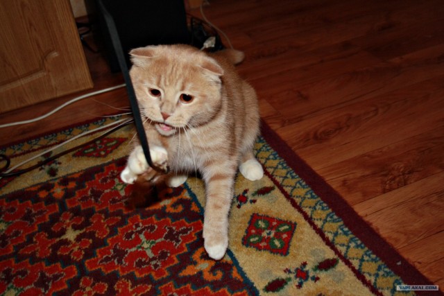 Котовторник 1 мая 2012