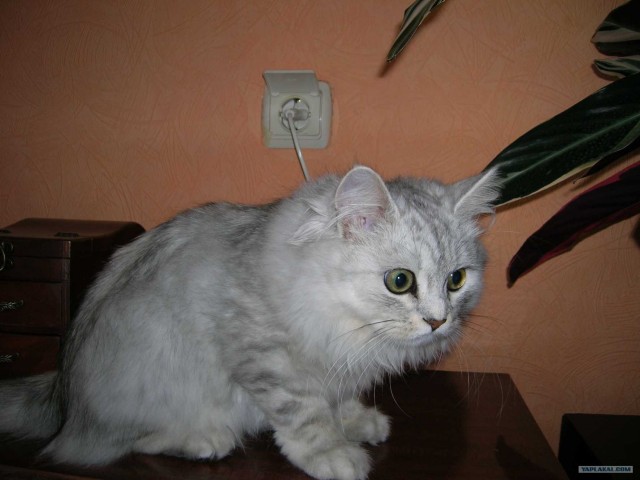 Котовторник 22.05.2012