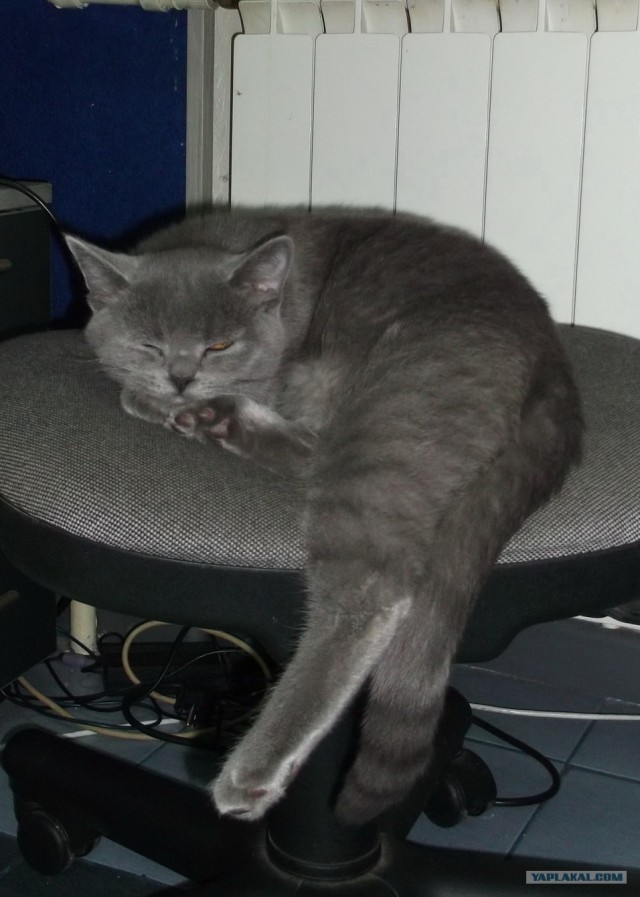 Котовторник на 26.06.12