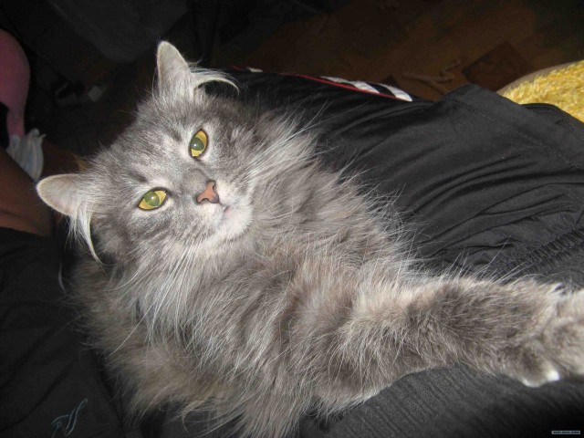 Котовторник 10. 07. 2012