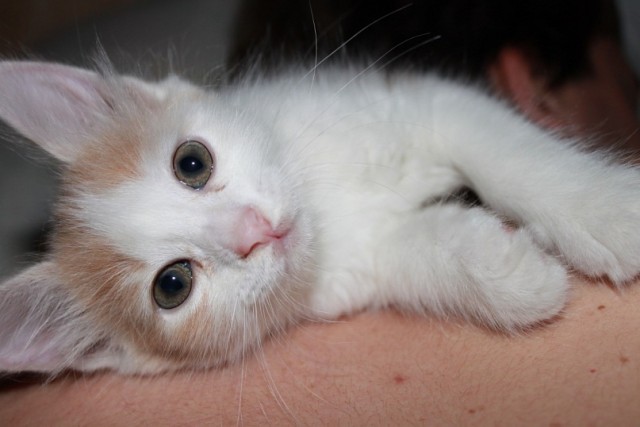 Котовторник 24.07.2012