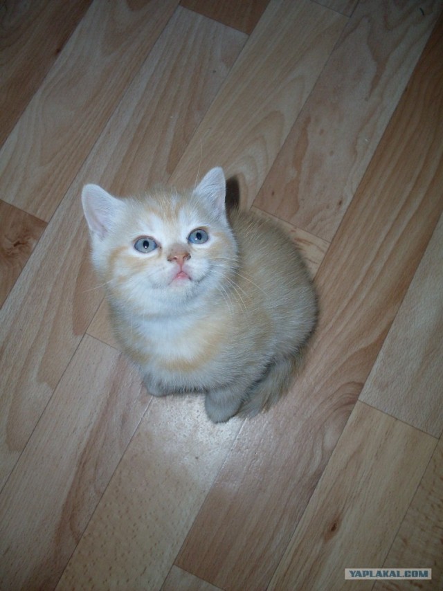 Котовторник  21.08.12