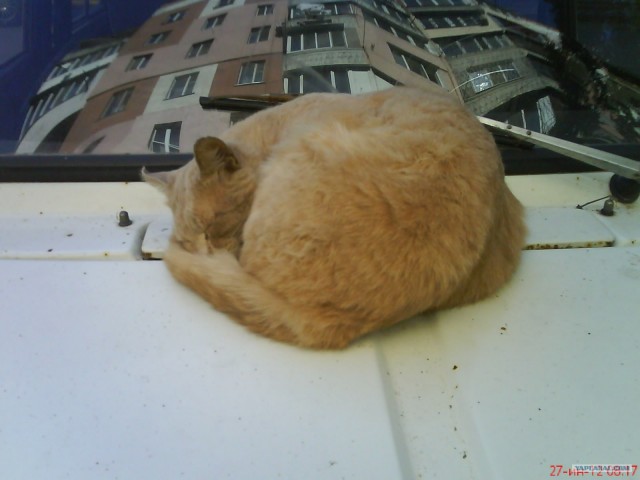 Котовторник 11.09.2012