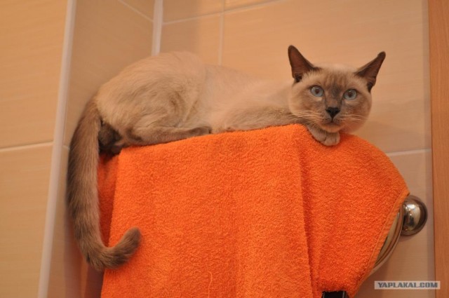 Котовторник  16.10.12