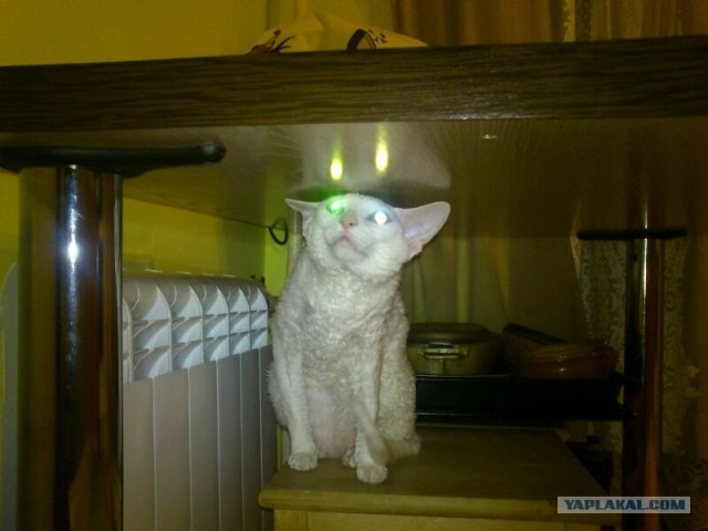 Котовторник 12.02.13