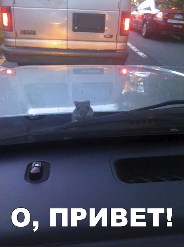 Милые животные. Мимиметр сломался