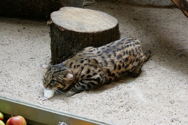 Дикий котовторник