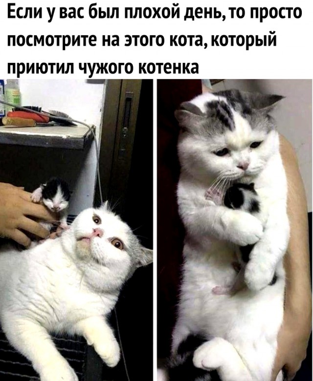 S-котство