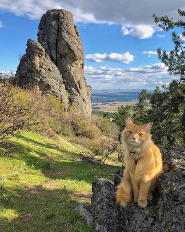 Забавные фото котеек