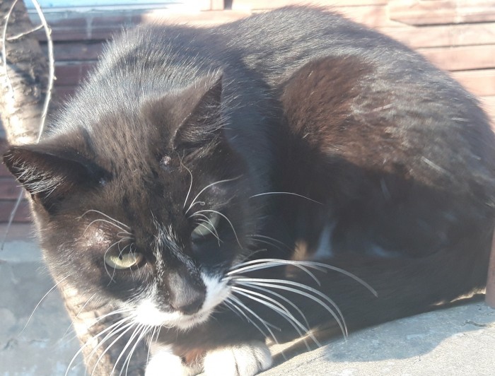 Котовторник 23.07.2019.