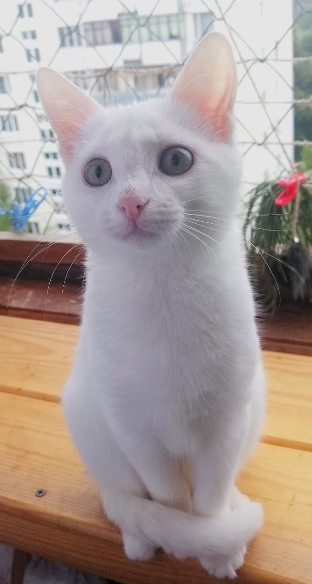 Забавные фото котеек