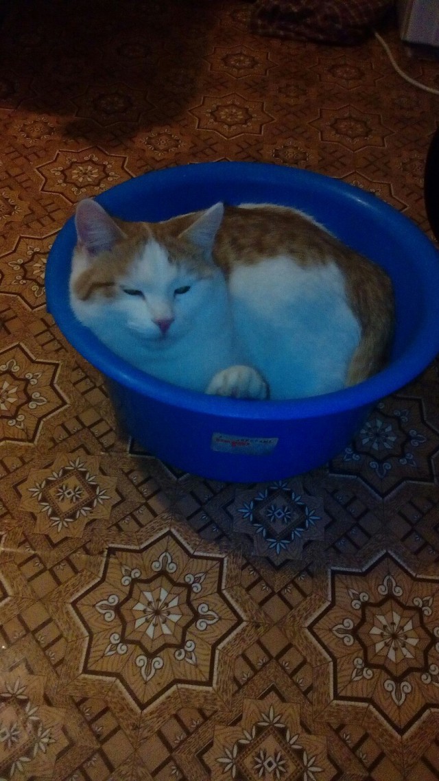 Живность из сети