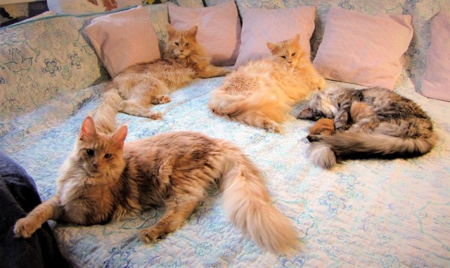 "Если в доме три кота..."©