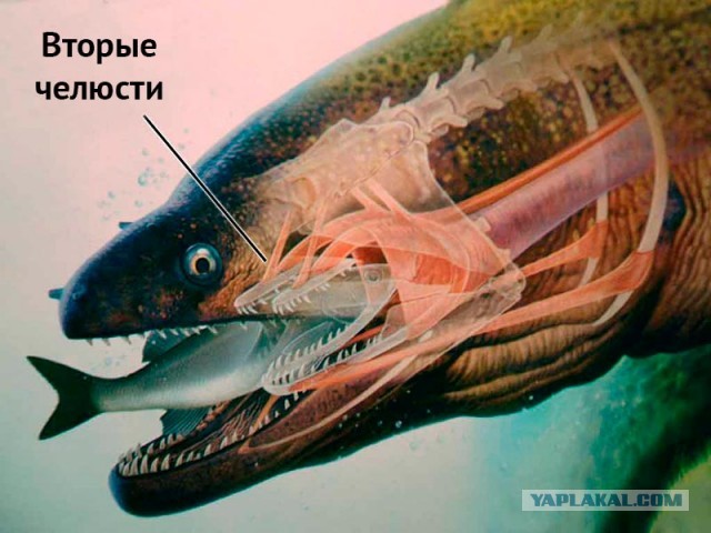 Забавные шутки, картинки и фразы из этих ваших интернетов