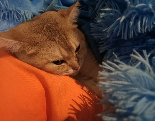 ̶К̶о̶р̶о̶н̶  Котовторник!