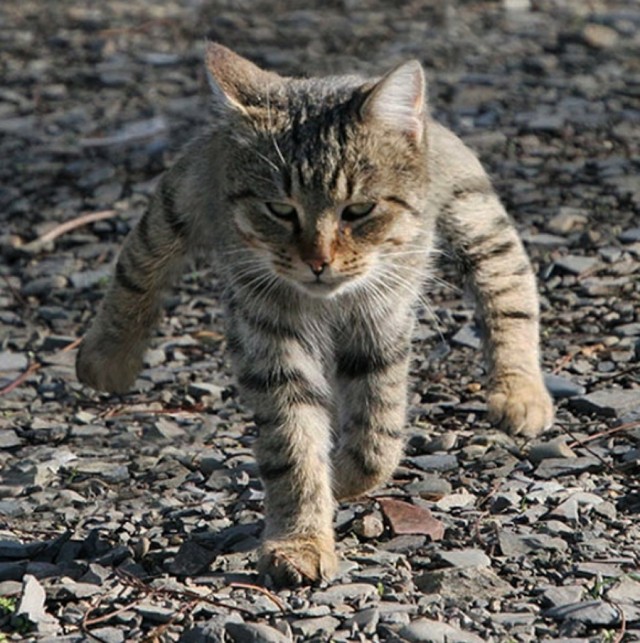 Котофеев пост