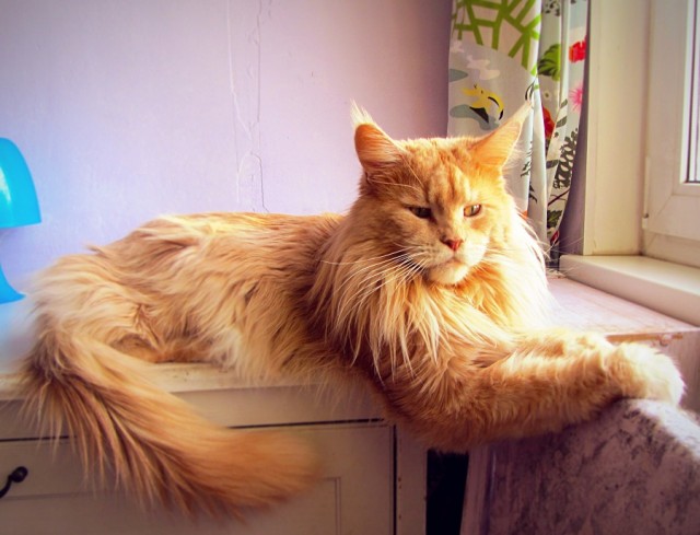 Коты, которые нас порадовали!