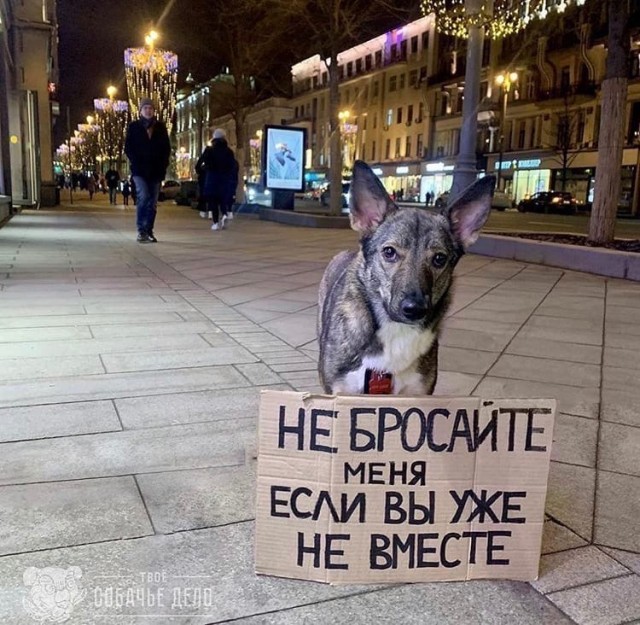 Эти забавные животные