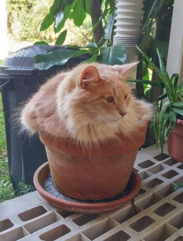Котовторник. Тара - наше всё!