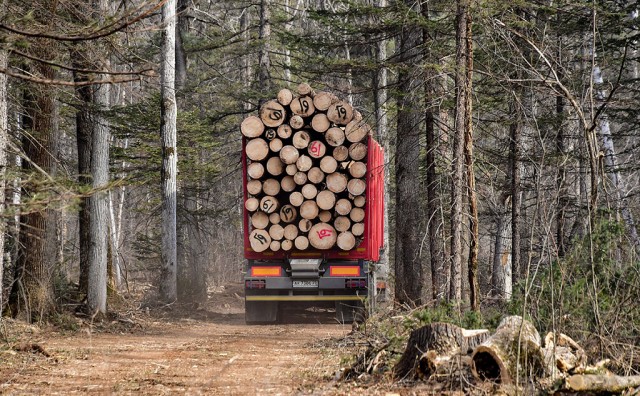 Путин поручил запретить экспорт необработанной древесины