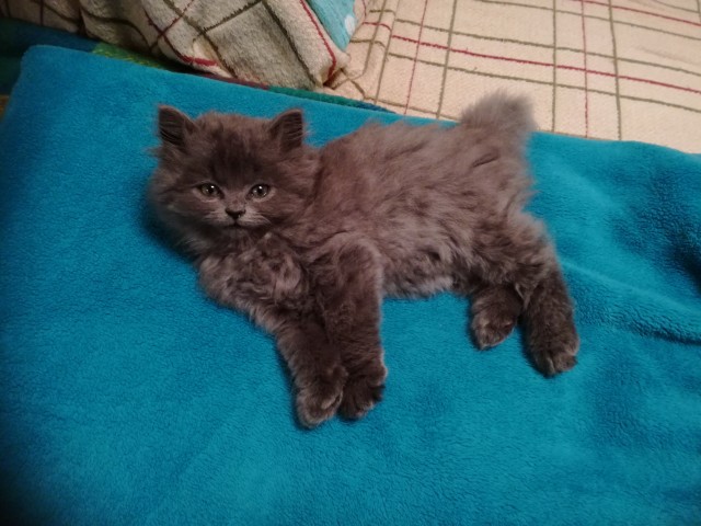 Котовторник 20.10.20