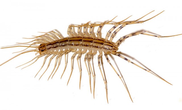 Я устал от Blattella germanica