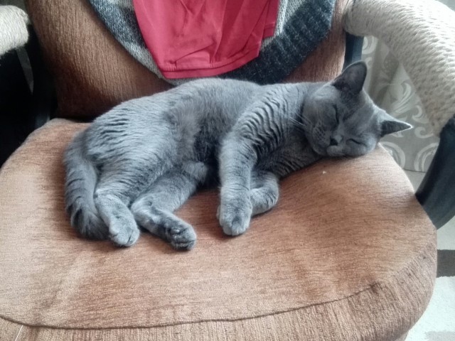 Котовторник. Добавляйте своих