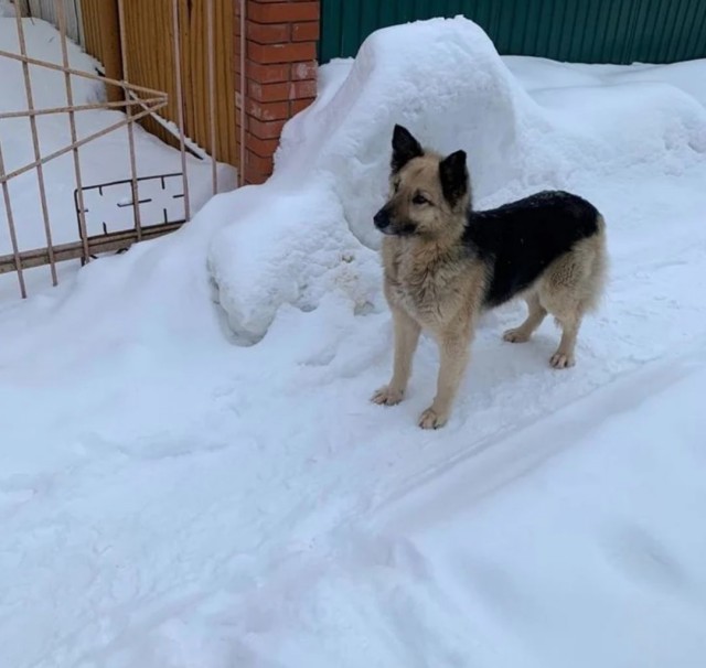 Подборка всякой живности