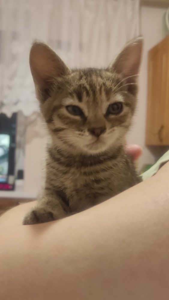 А котовторник уже начался?