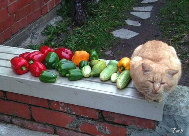 А еще говорят коты и кошки огурцов боятся