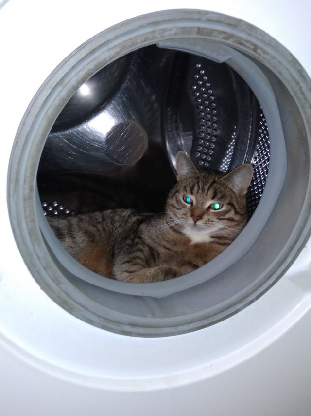 Кот который прожил жизнь