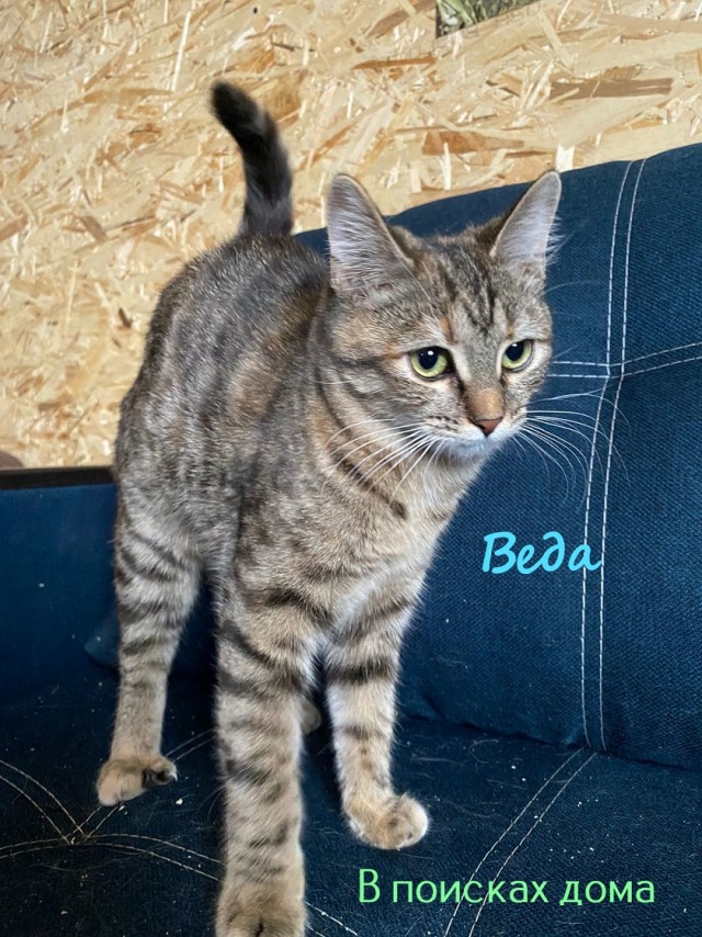Жизнь домашнего приюта "Котоленд" 327