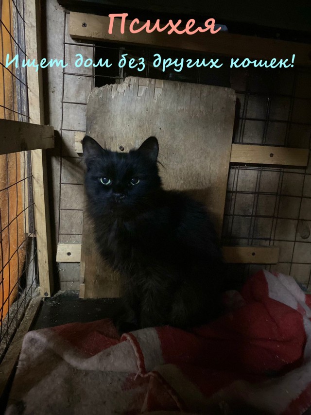 Жизнь домашнего приюта "Котоленд" 333