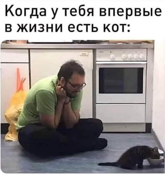 К котофторнику