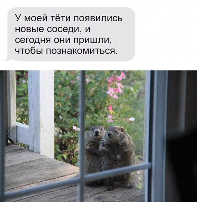 Картинки и мемы для настроения - 11