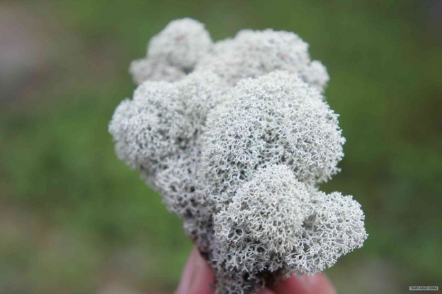 Экспедиция Тамбов-Карелия (бесов нос).