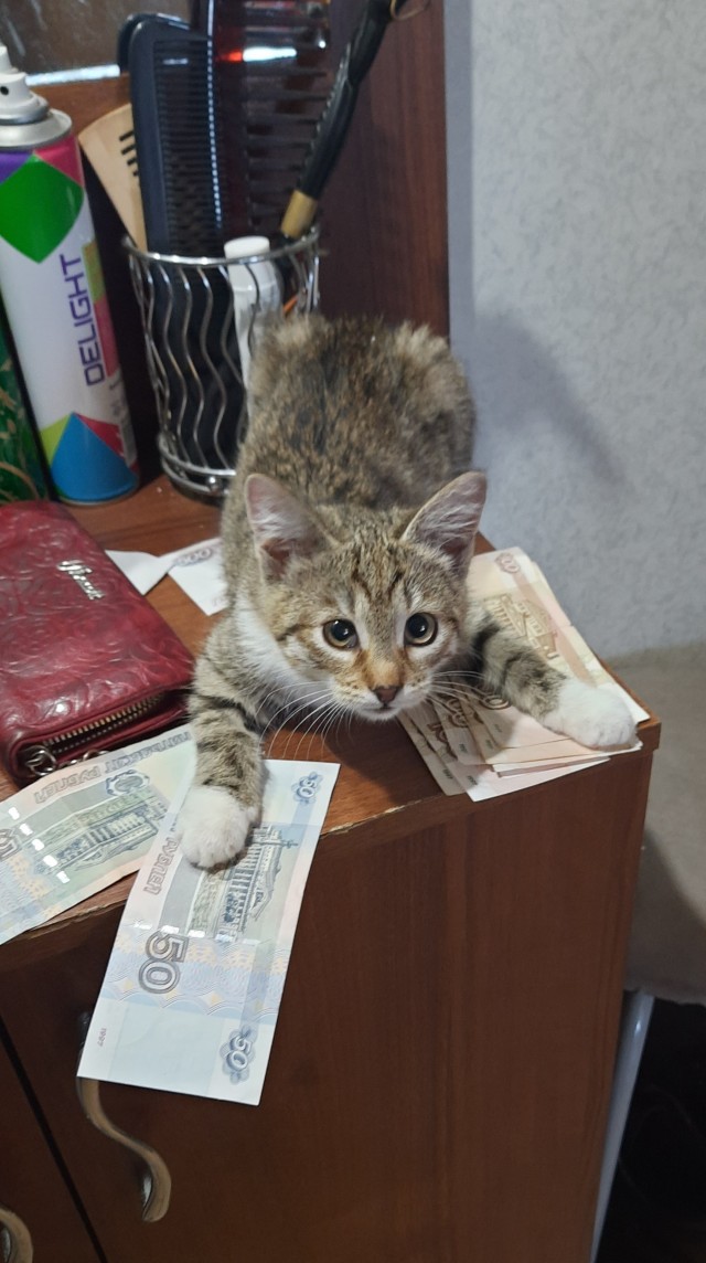 Котовторник 1.11.22