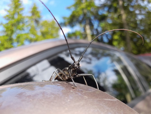 Фото с телефона