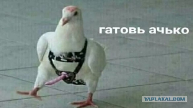 Статистика про анал