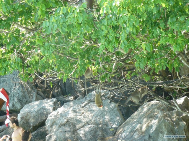 Немного Тая